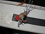Photo_16