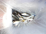 296_medium