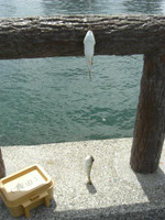 Small_11