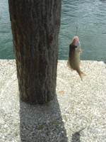 Small_6
