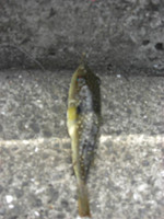 Small_9