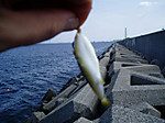 063_medium