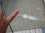 Photo_7