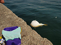 378_medium