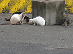 Photo_12