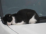Photo_29