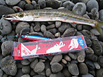 Photo_7