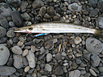 Photo_8