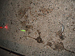 Dscf0042_medium