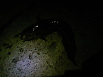 Medium_8