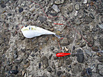 Photo_12