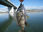 Photo_15