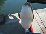 Photo_26