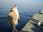 Photo_38