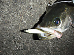 Small_8