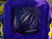 436_medium