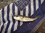 Large_5