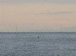 Photo_13