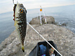 Photo_17