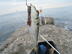 Photo_18