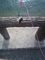 Dvc00084_small