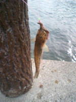 Dvc00086_small