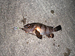 Photo_15