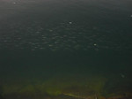 Small_4