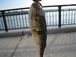 Photo_5