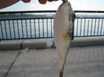 Photo_6