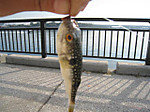 Photo_7