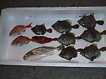 Photo_16