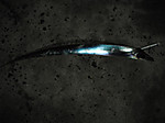 Medium_6