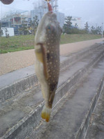 Medium_4