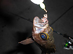 Photo_7