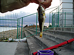 P1100025_medium