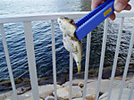 P1100029_medium