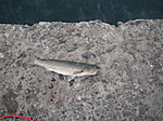 Photo_6