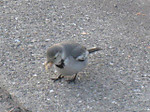 Photo_10