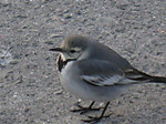 Photo_8