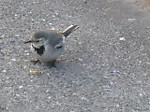 Photo_9