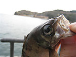 Img_1713_small