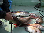 Photo_13