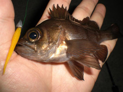 Photo_7