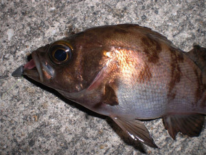 Photo_10
