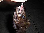 Photo_11