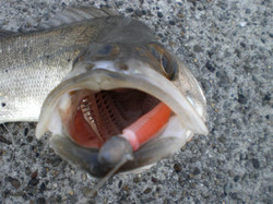 Photo_10