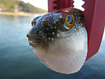 Photo_7