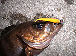 Photo_15