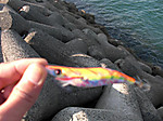 564_large